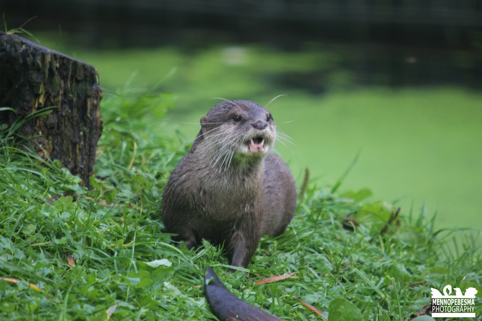 Asian small-clawed otter (Aonyx cinereus)