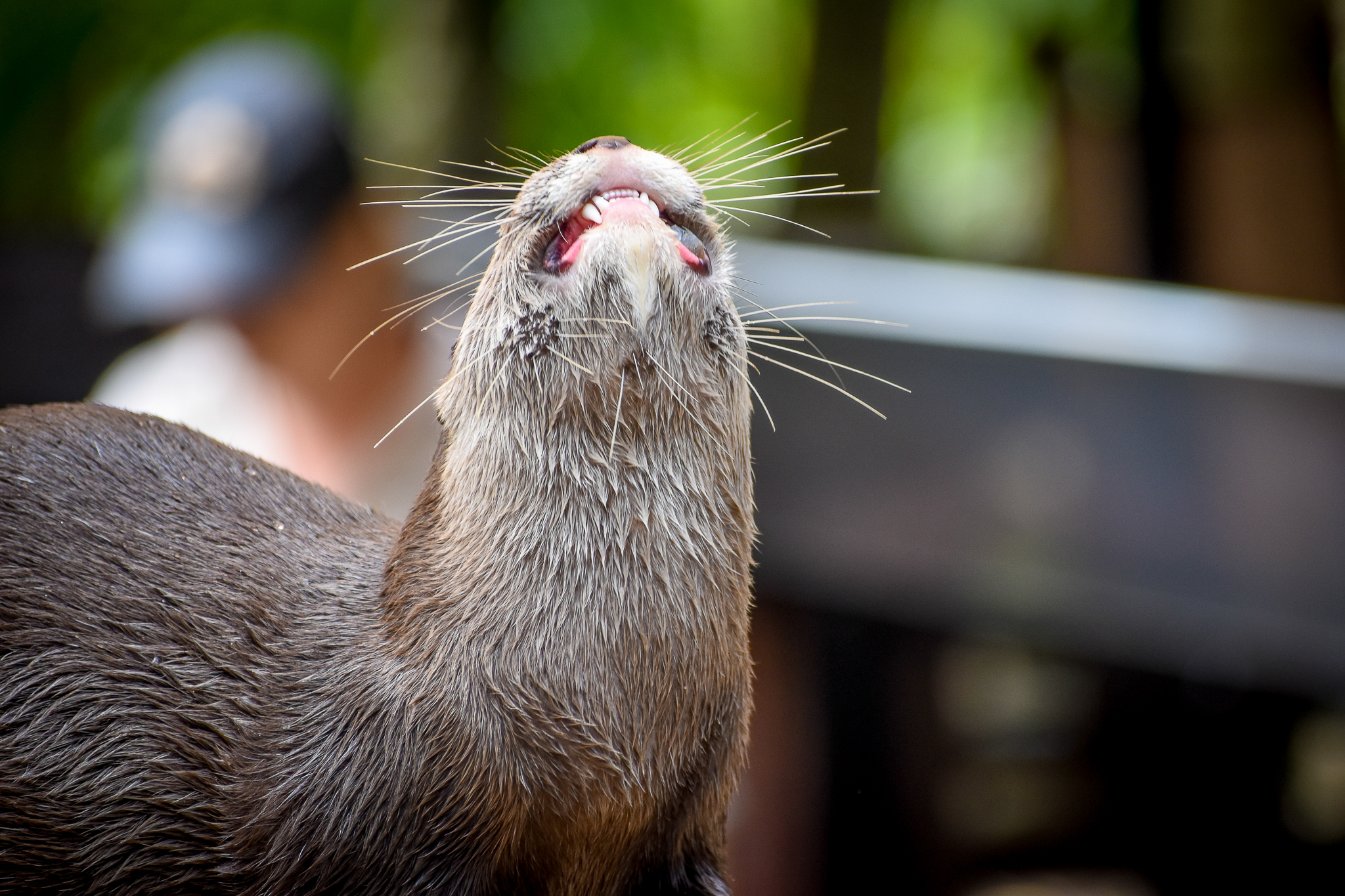 Asian Small-clawed Otter (Aonyx cinereus)