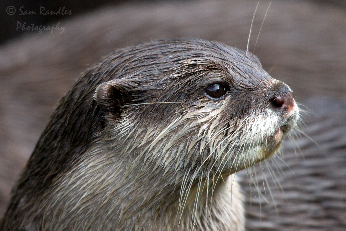 Asian small-clawed otter (Aonyx cinereus)