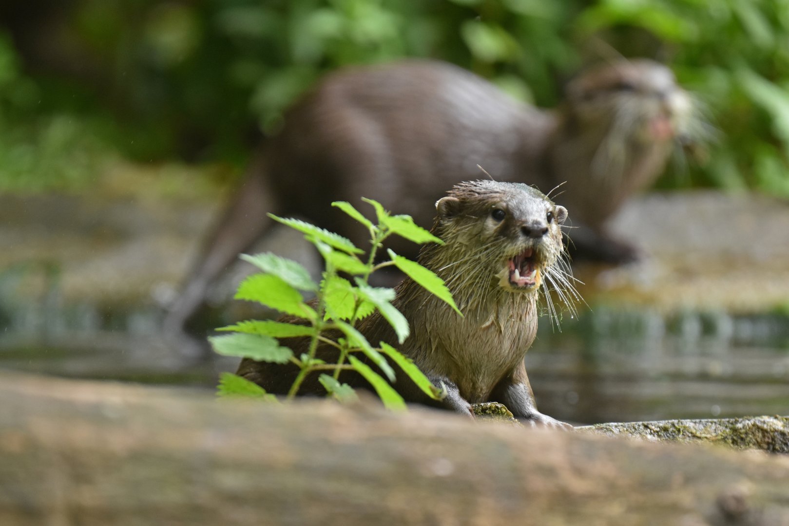 Asian small-clawed otter (Aonyx cinereus)