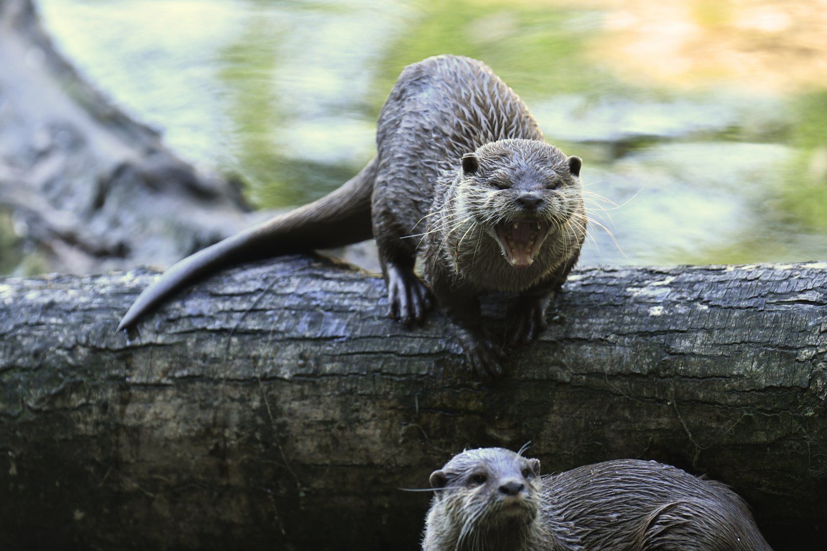 Asian small-clawed otter (Aonyx cinereus)