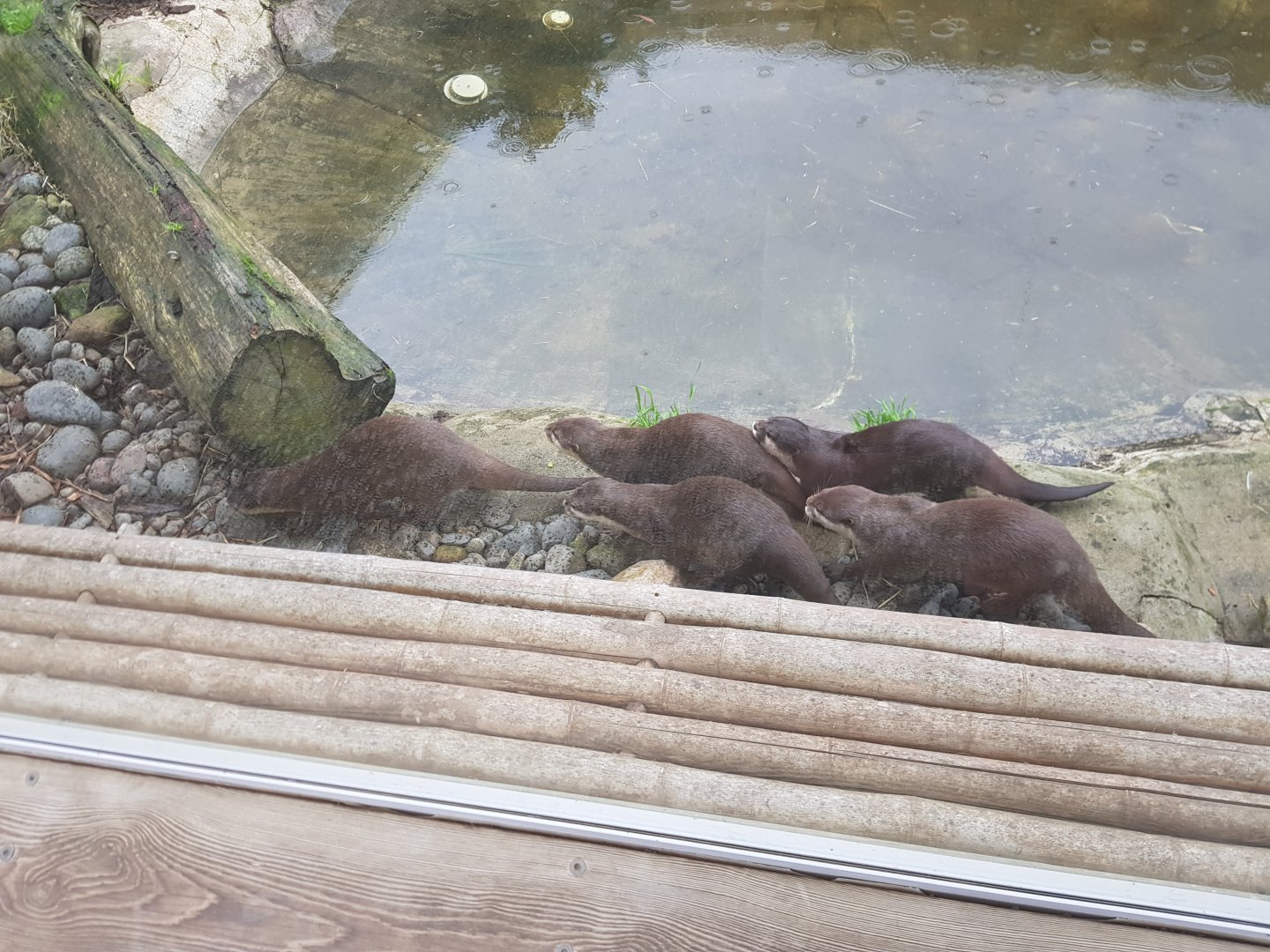 Asian small-clawed otter (Aonyx cinereus)
