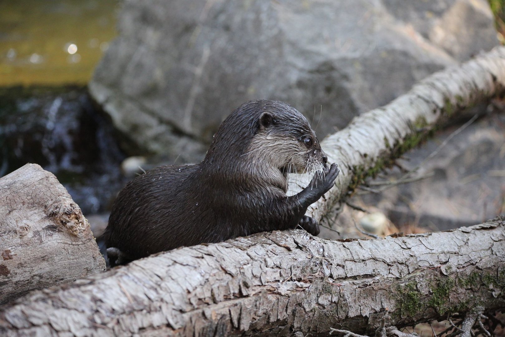 Asian small-clawed otter/Aonyx cinereus