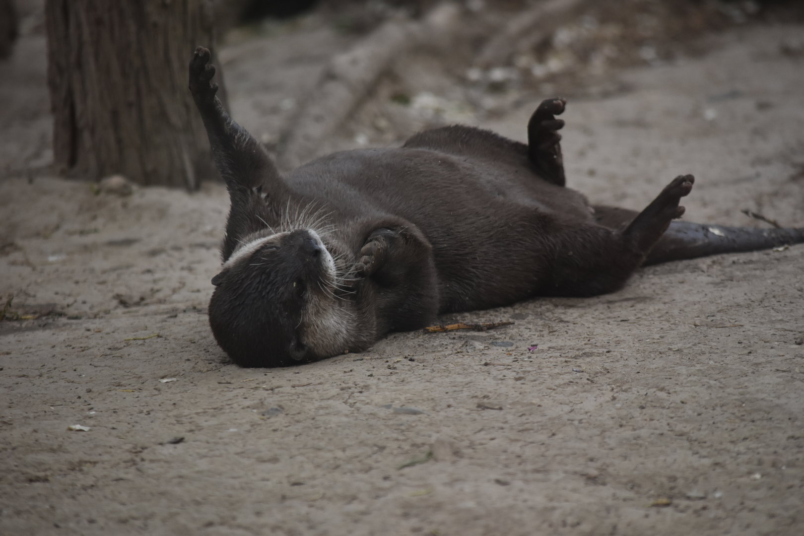 Asian small-clawed otter (Aonyx cinereus)