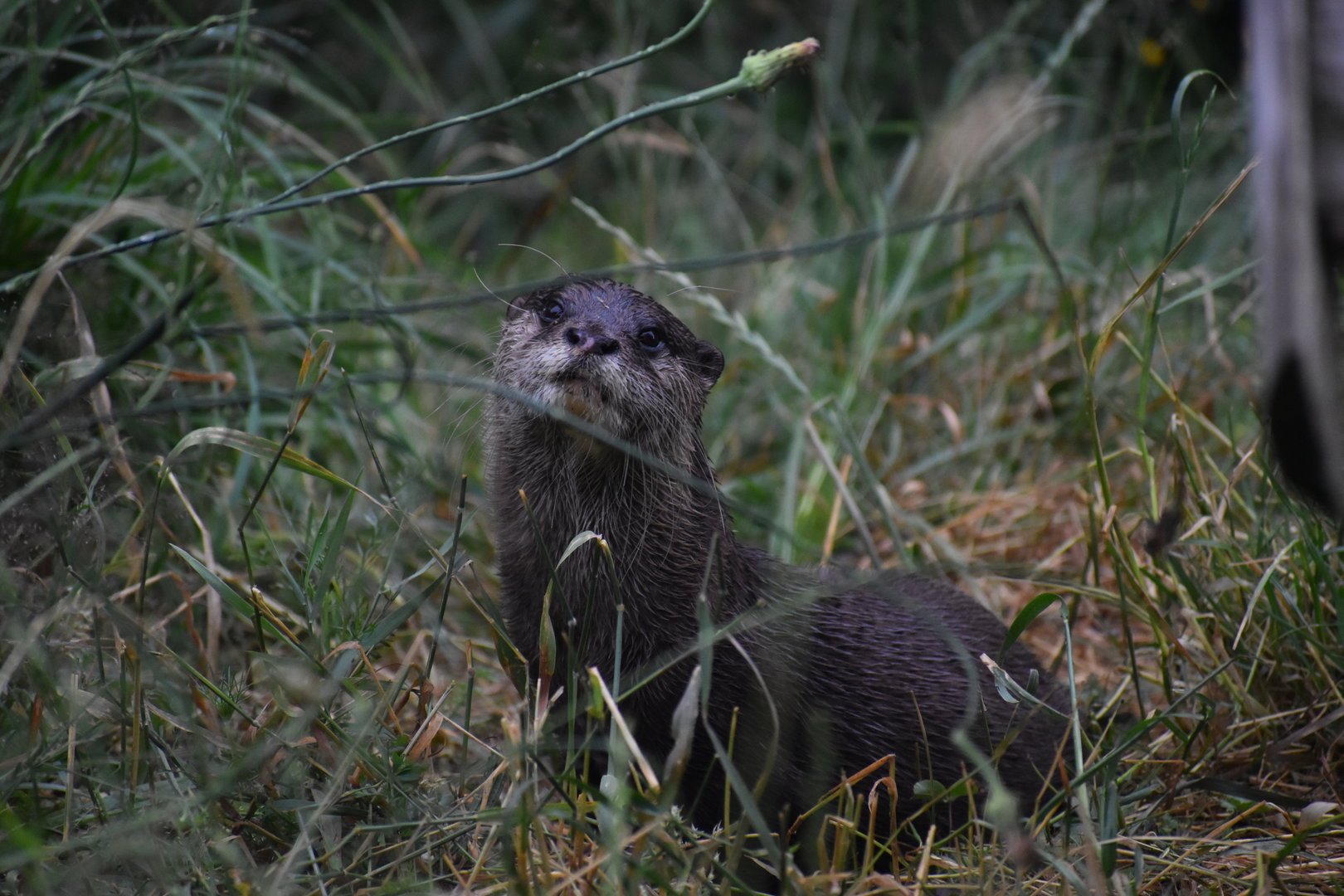 Asian Small-clawed Otter - Aonyx cinereus
