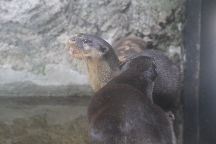Asian small-clawed otter (Aonyx cinereus)