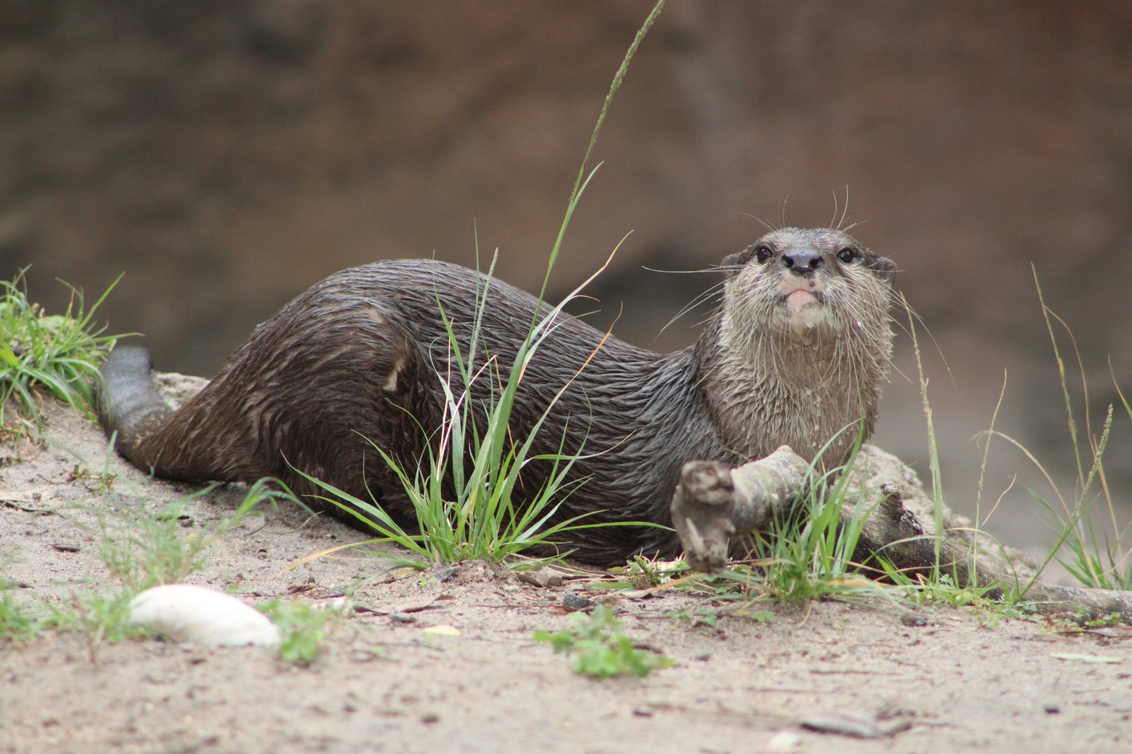 Asian Small-Clawed Otter (Aonyx cinereus)
