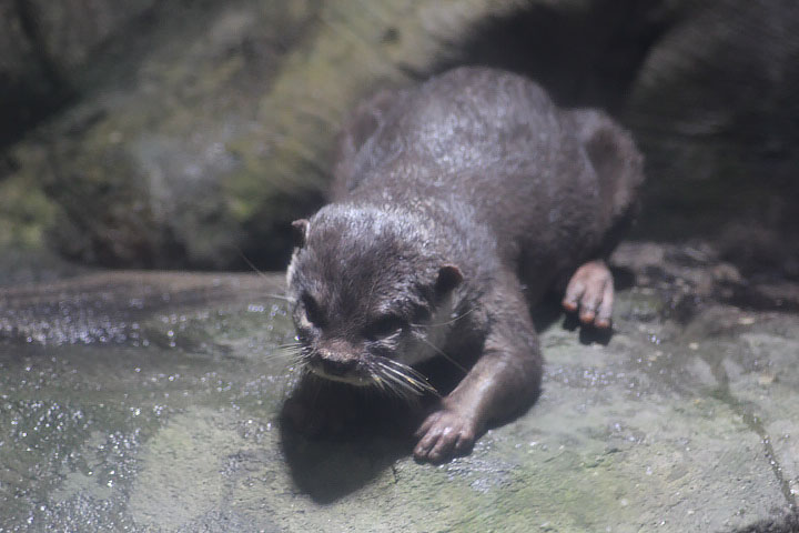Asian small-clawed otter (Aonyx cinereus)