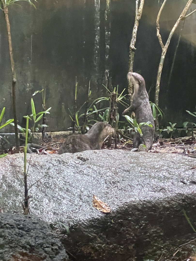 Asian Small-clawed Otter (Aonyx cinereus)