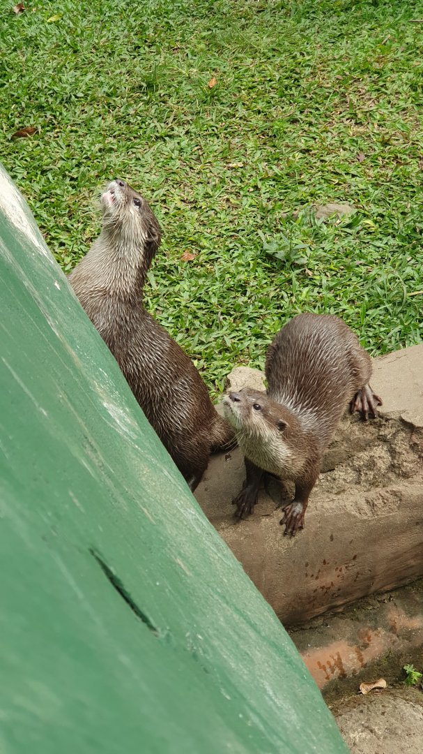 Asian Small-Clawed Otter (Aonyx cinereus)