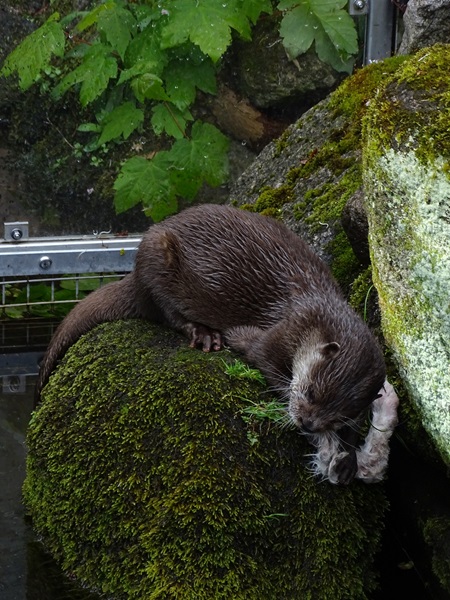 Asian small-clawed otter (Aonyx cinereus)