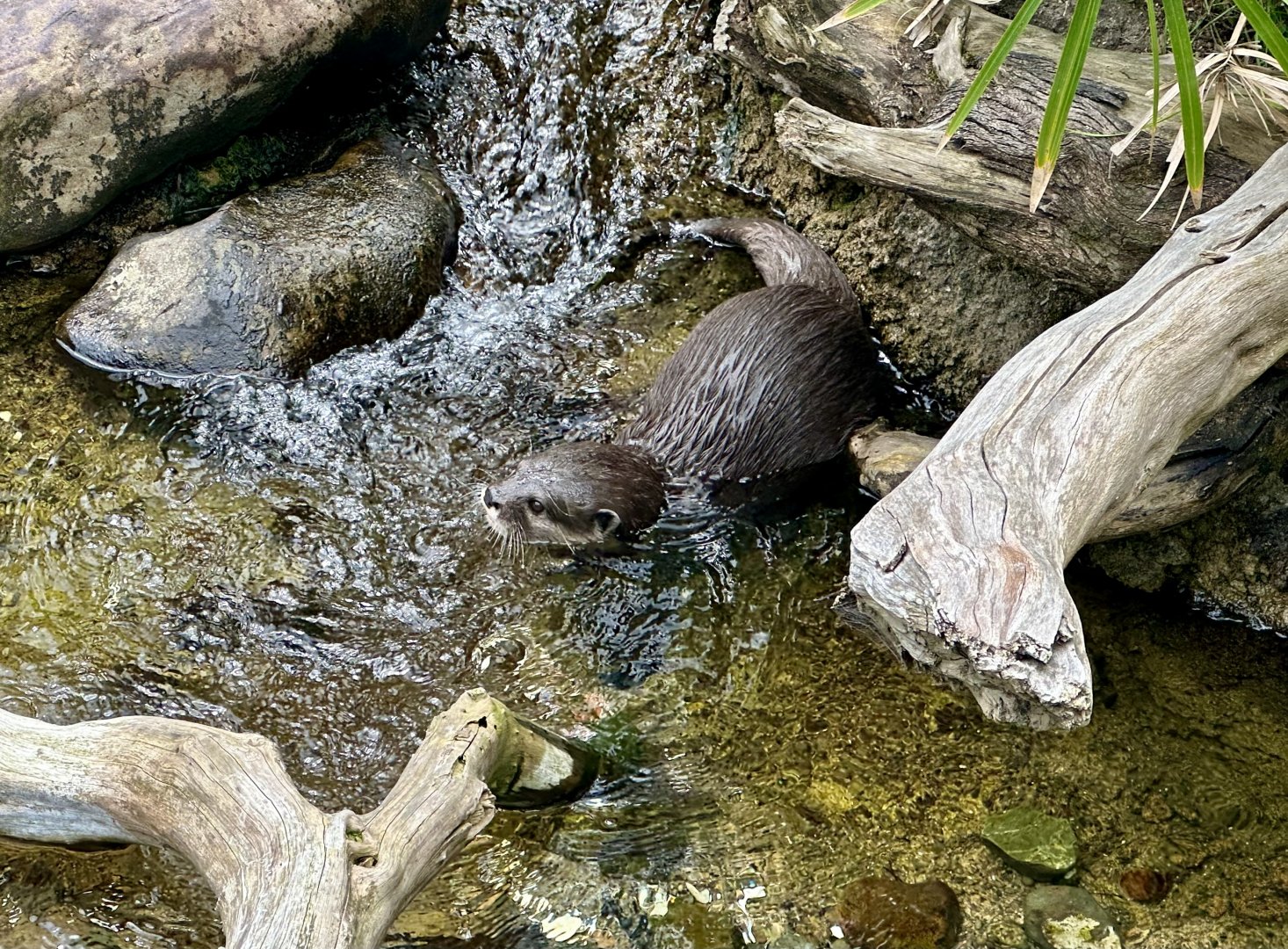 Asian small-clawed otter (Aonyx cinereus)