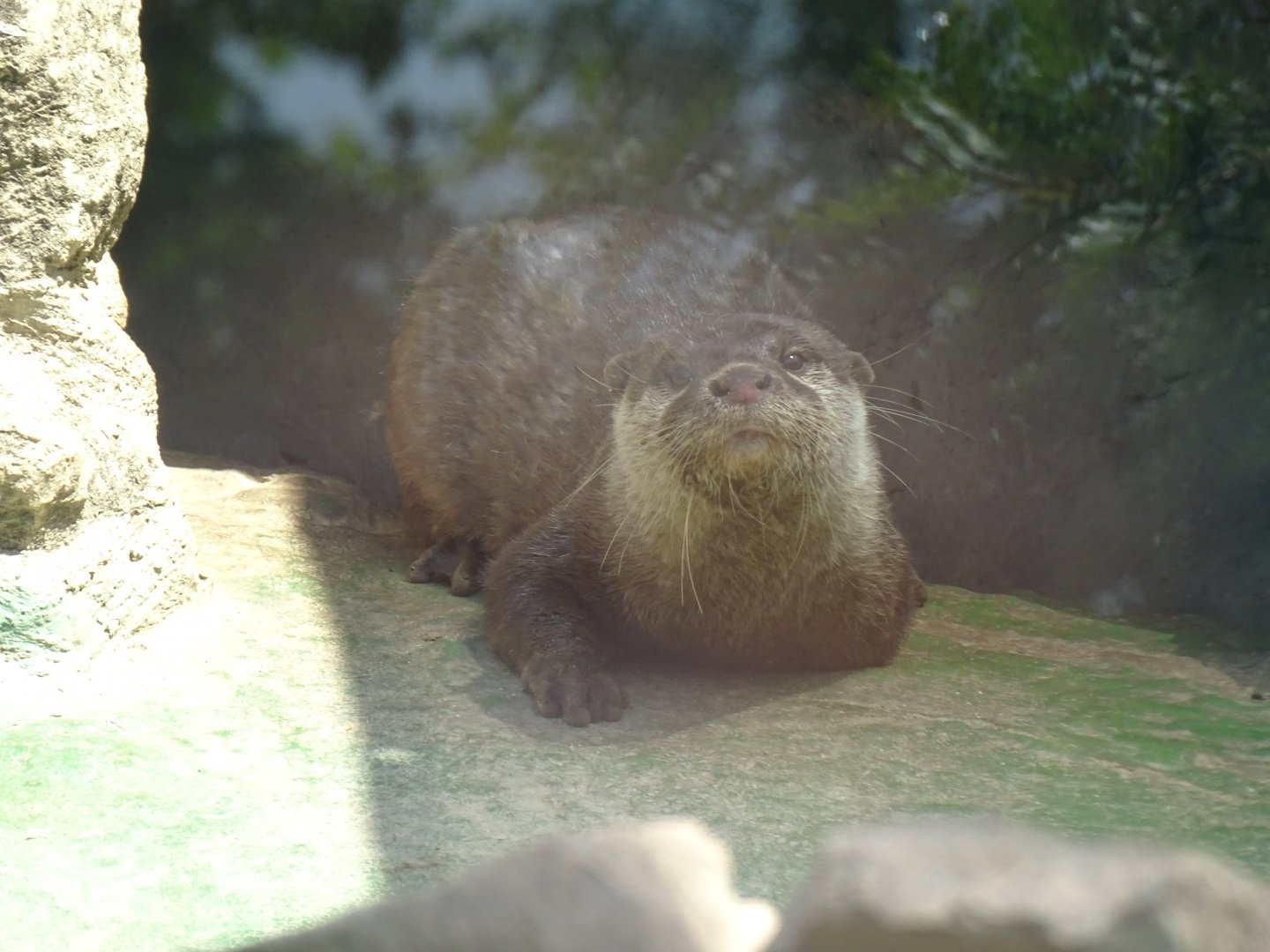 Asian small-clawed otter (Aonyx cinereus)