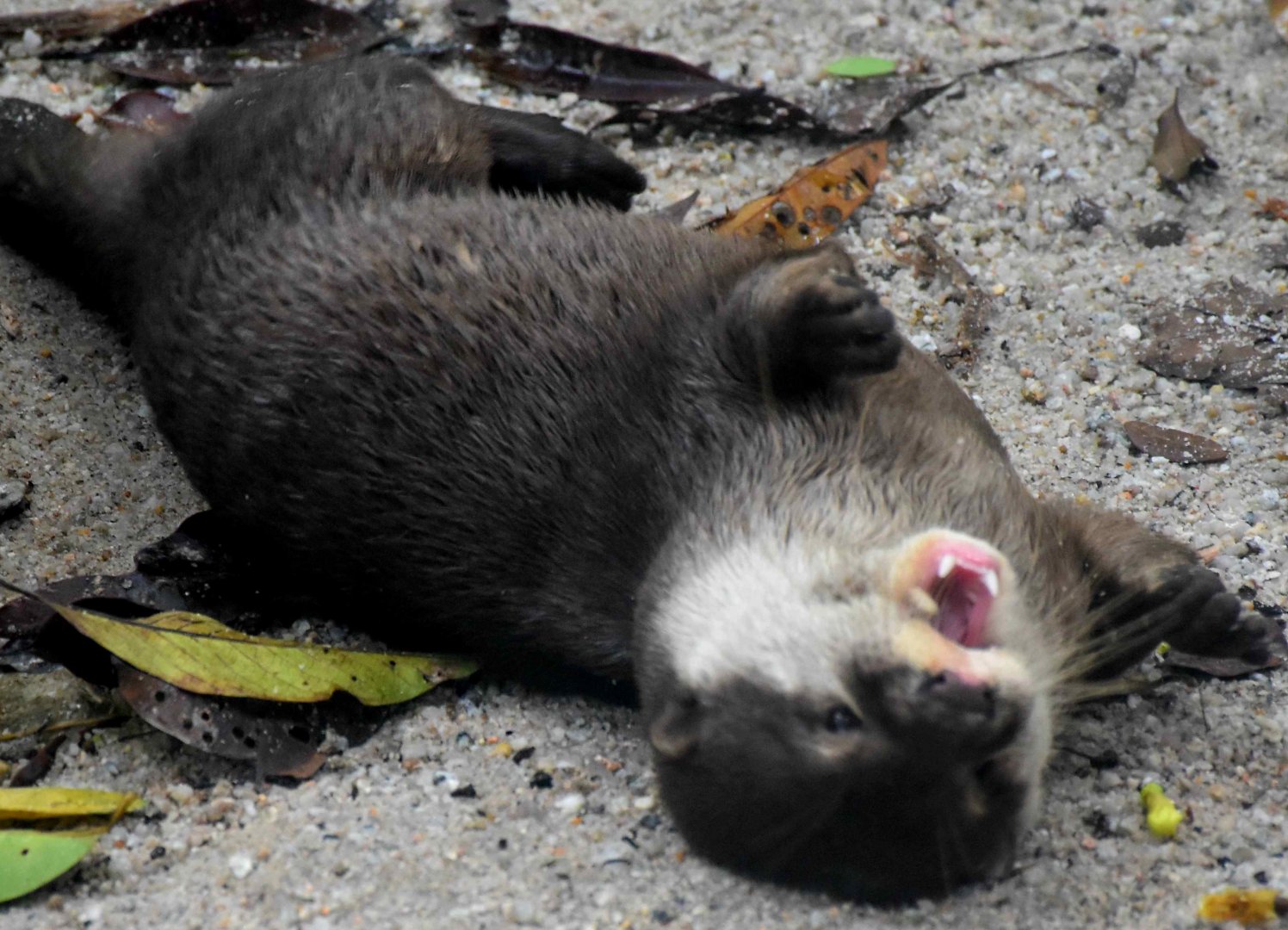 Asian Small-clawed Otter (Aonyx cinereus)
