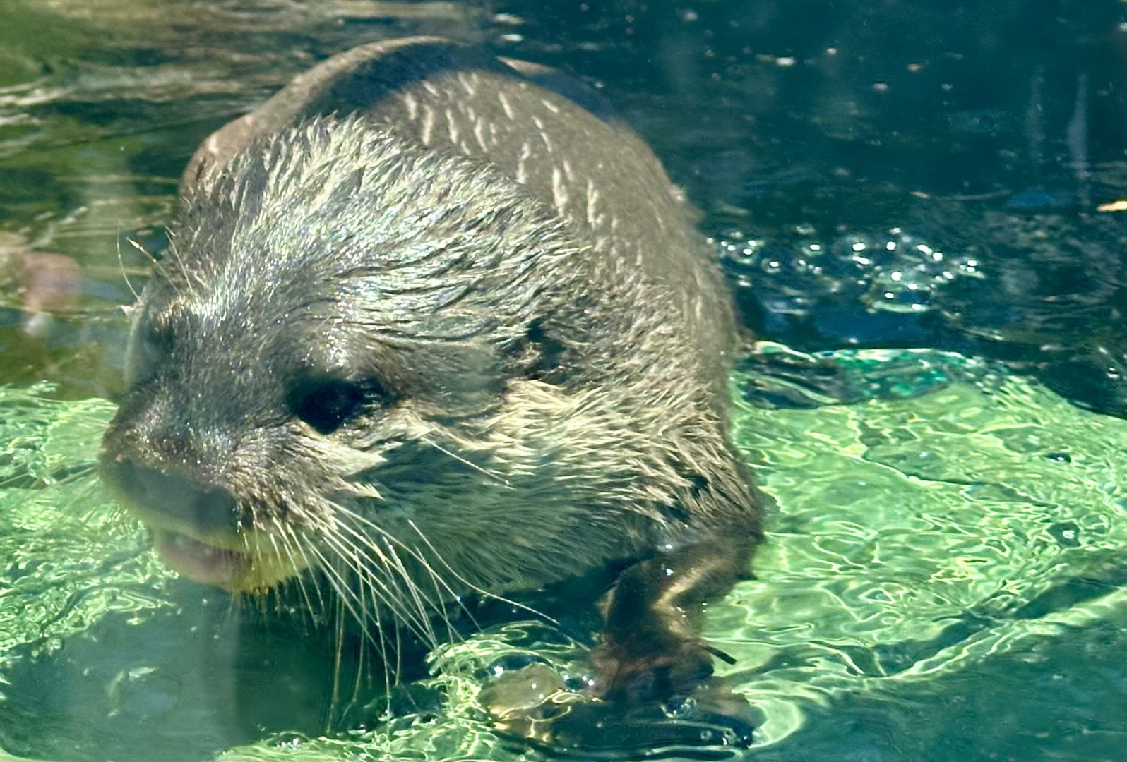 Asian-small clawed otter (Aonyx cinereus)