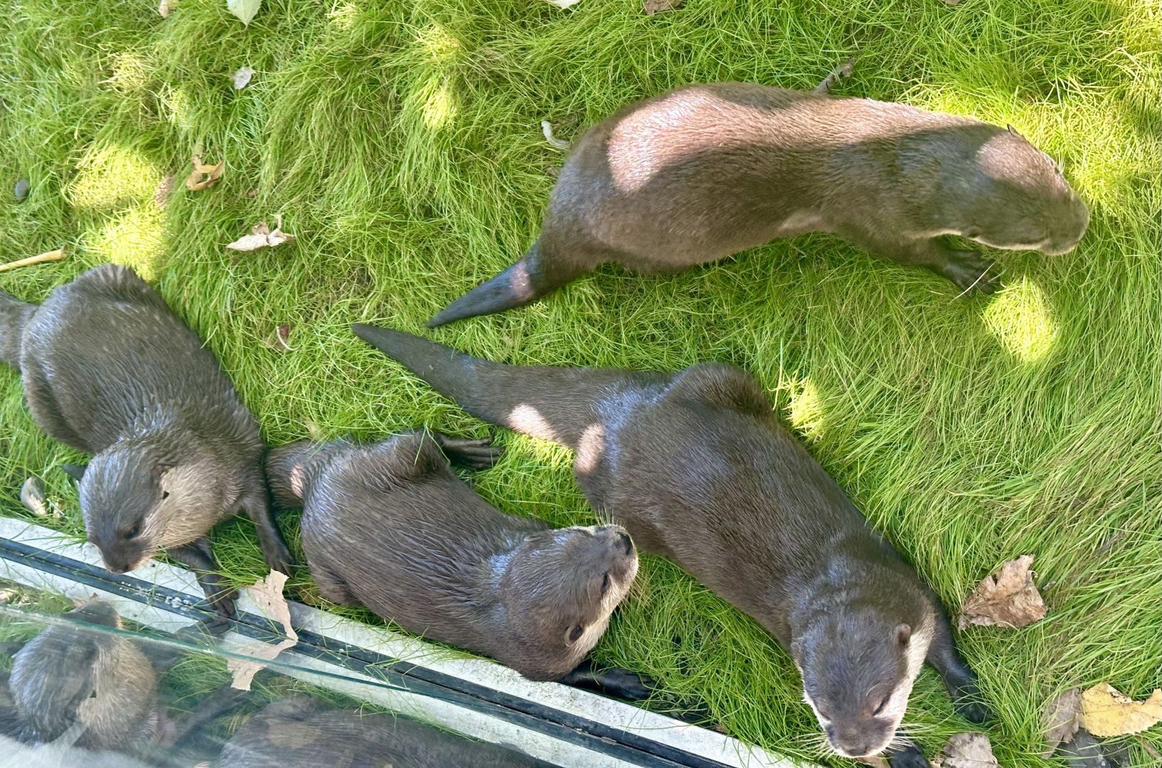 Asian-small clawed otter (Aonyx cinereus)