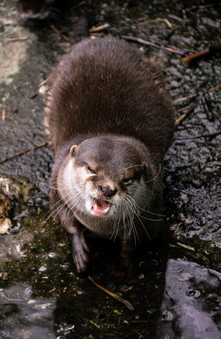 Asian small-clawed otter (Aonyx cinereus)