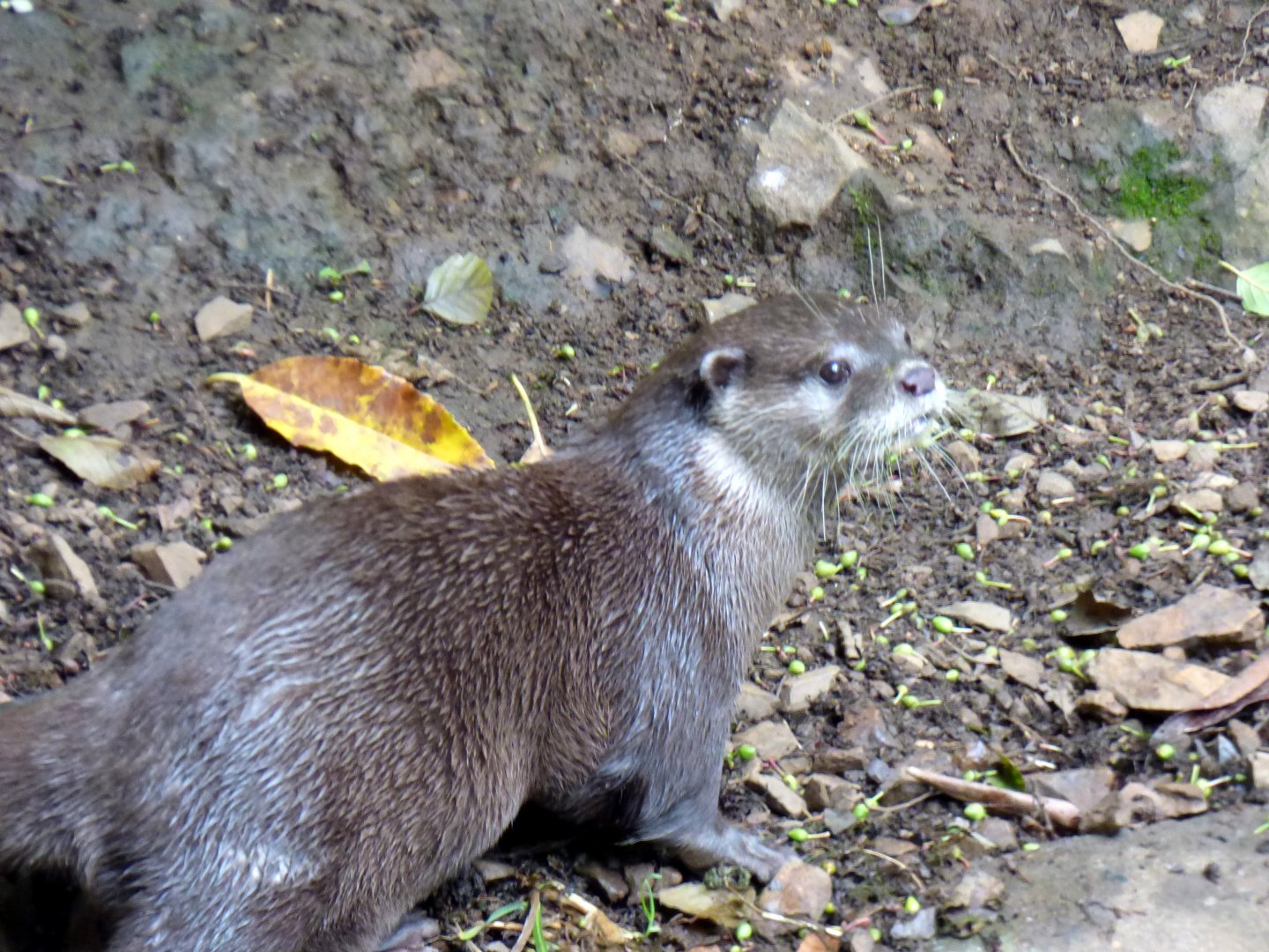 Asian small-clawed otter (Aonyx cinereus),