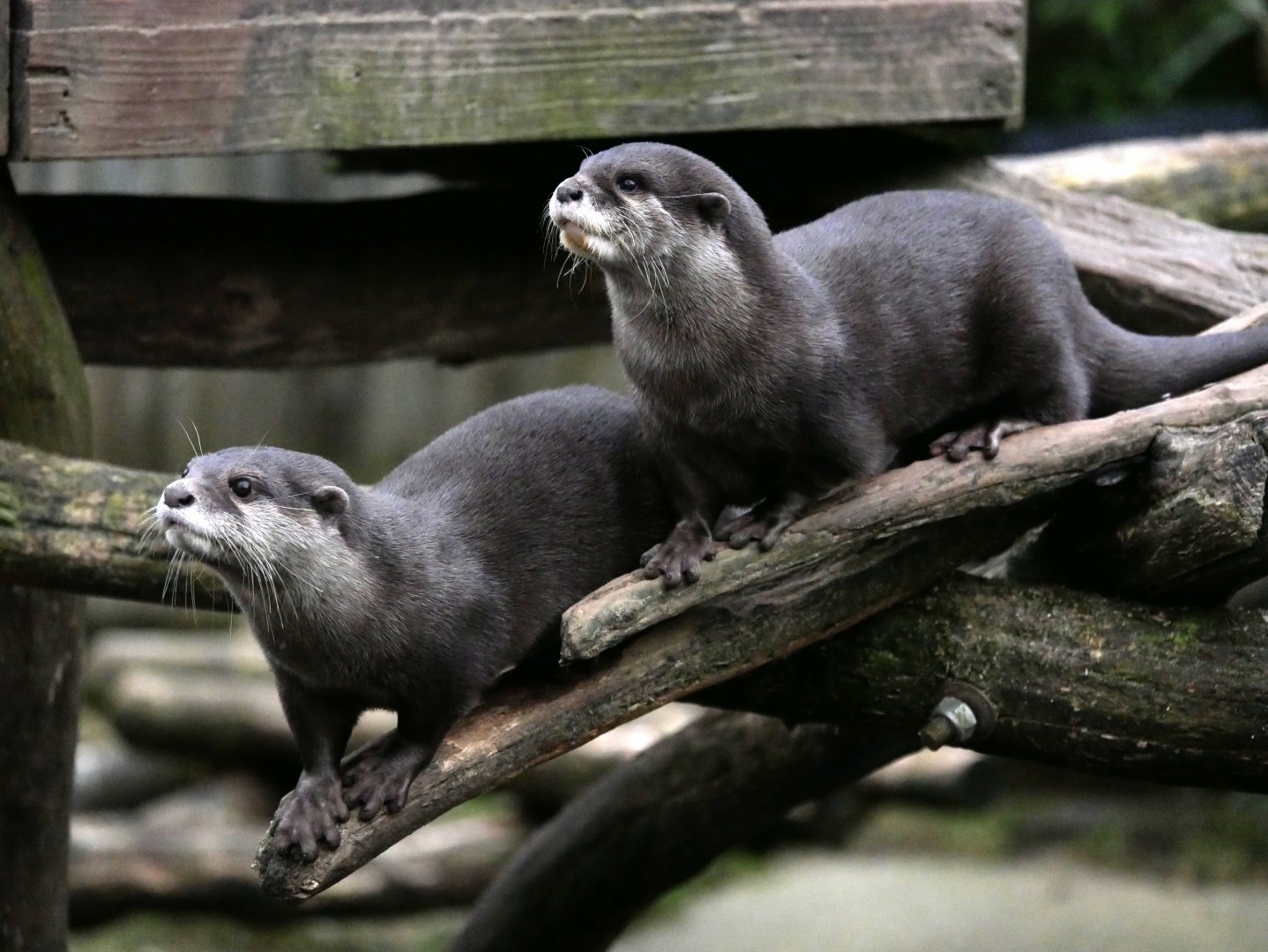 Asian small-clawed otter (Aonyx cinereus)