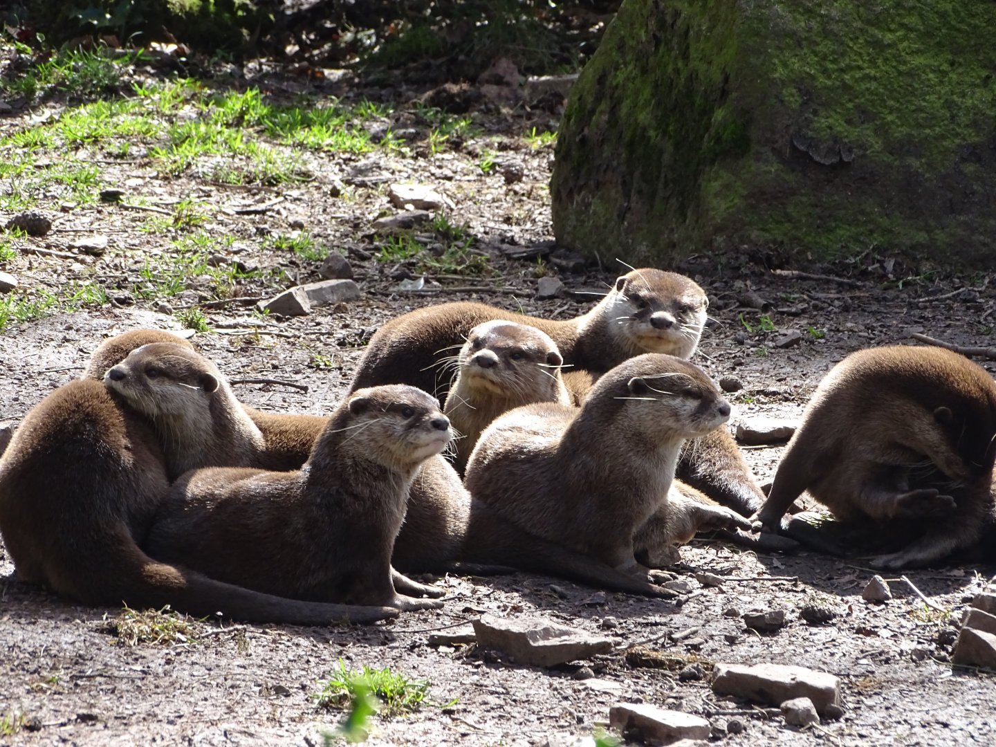 Asian small-clawed otter (Aonyx cinereus)