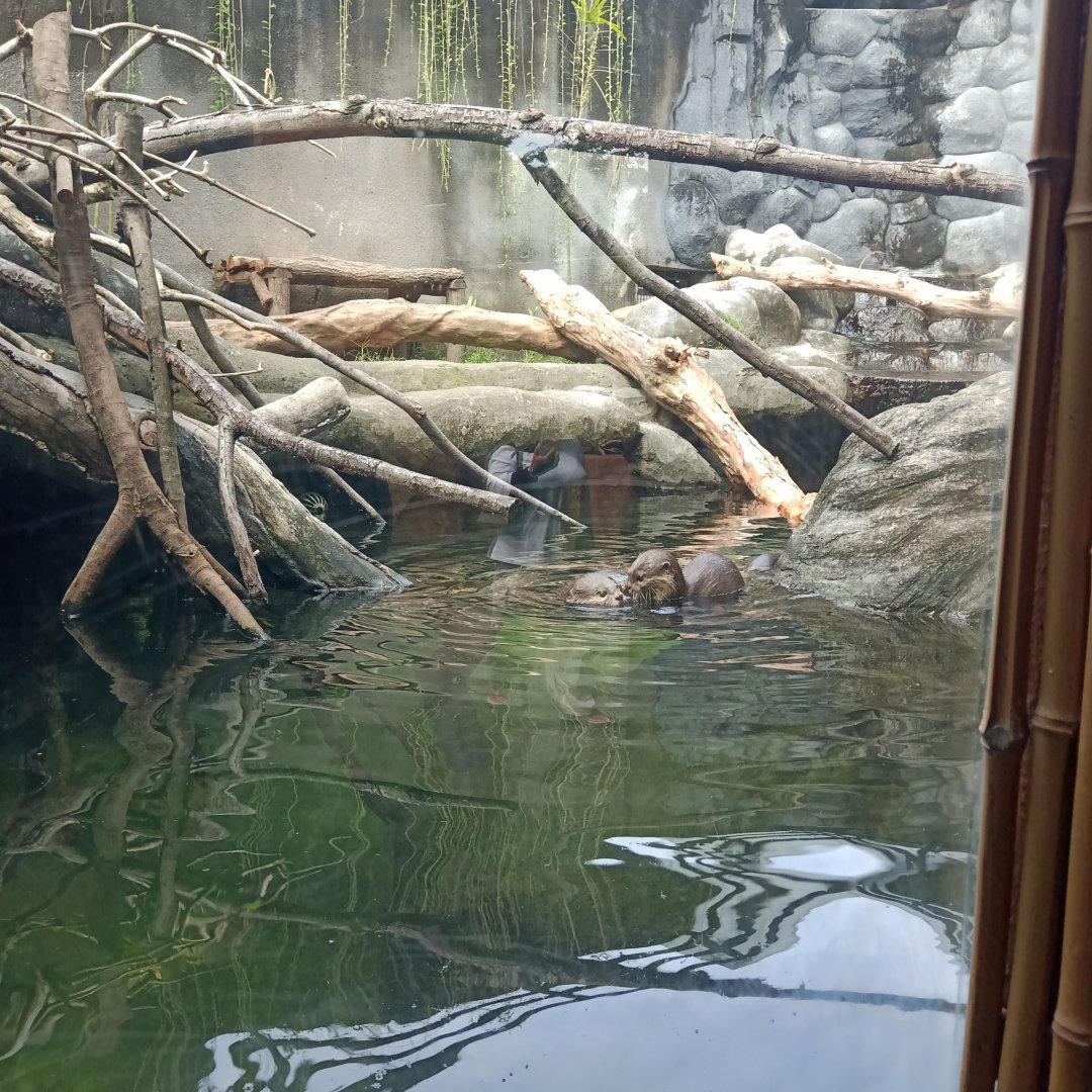 Asian small-clawed otter (Aonyx cinereus)
