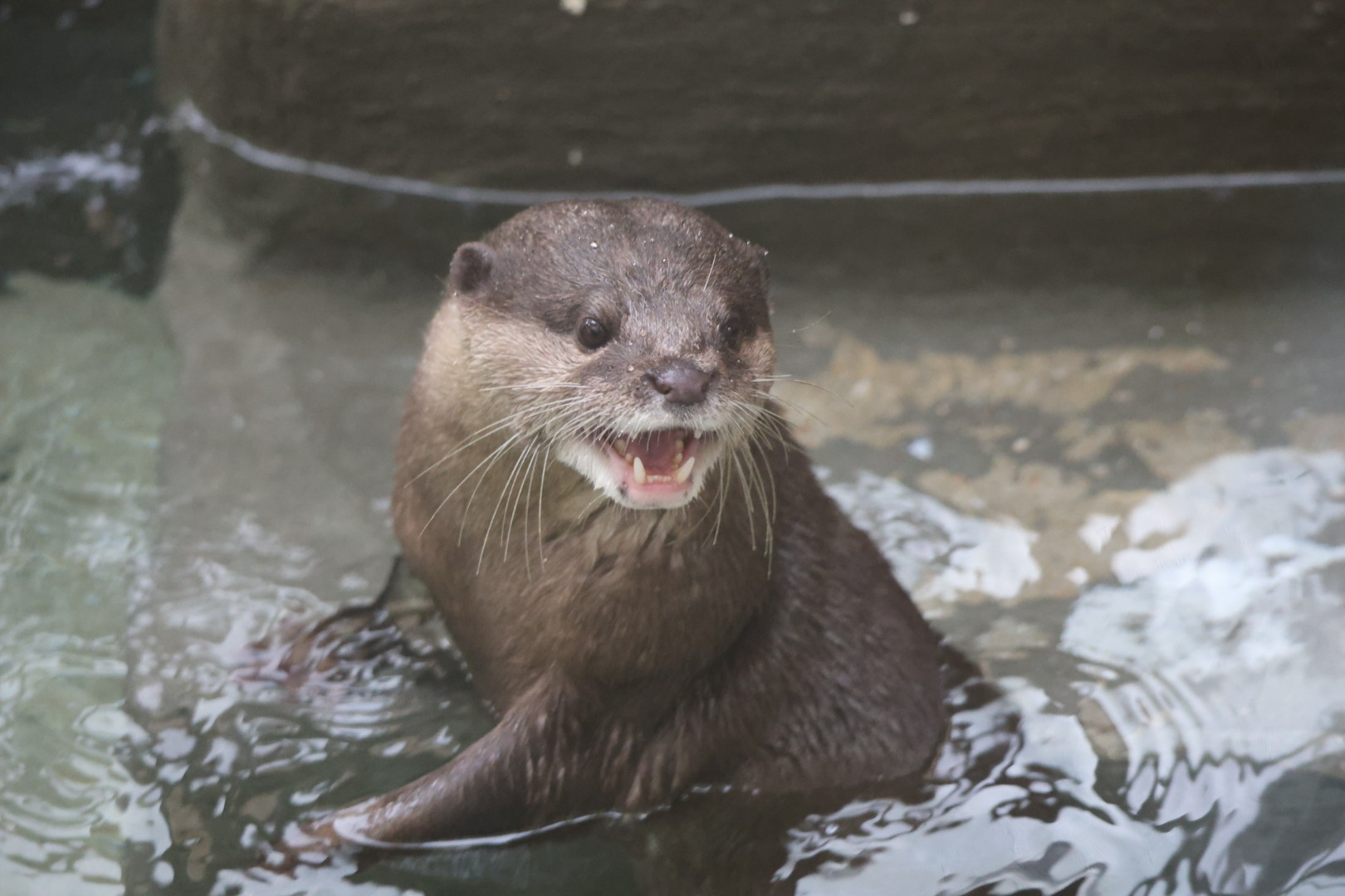 Asian small-clawed otter (Aonyx cinereus)