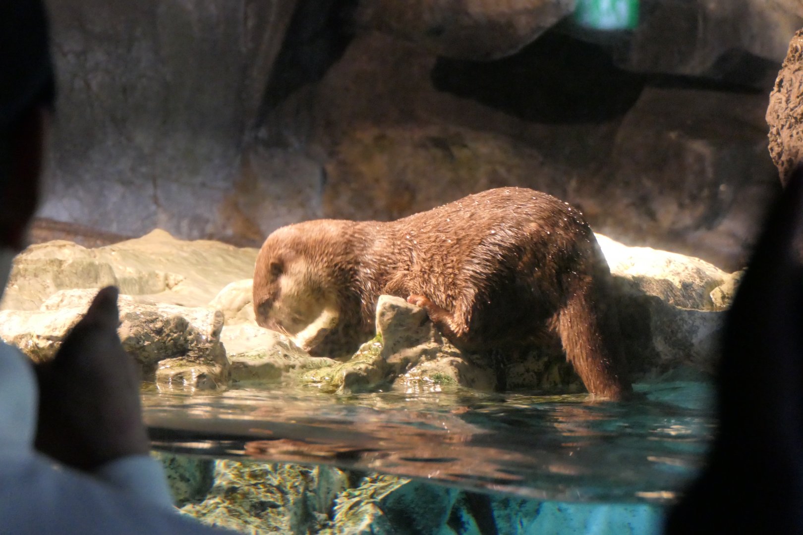 Asian Small-clawed Otter (Aonyx cinereus)