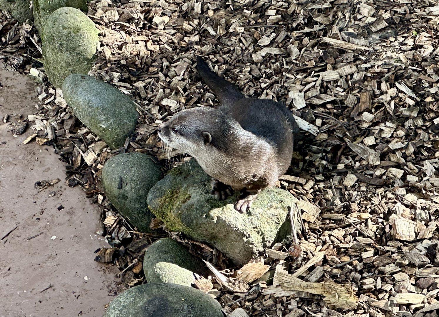 Asian small-clawed otter (Aonyx cinereus)
