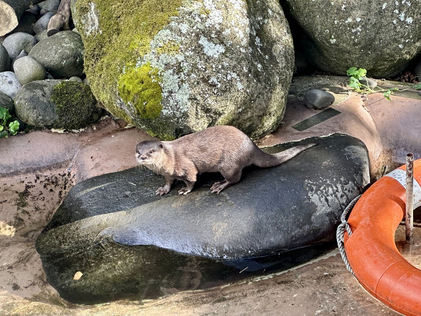 Asian small-clawed otter (Aonyx cinereus)