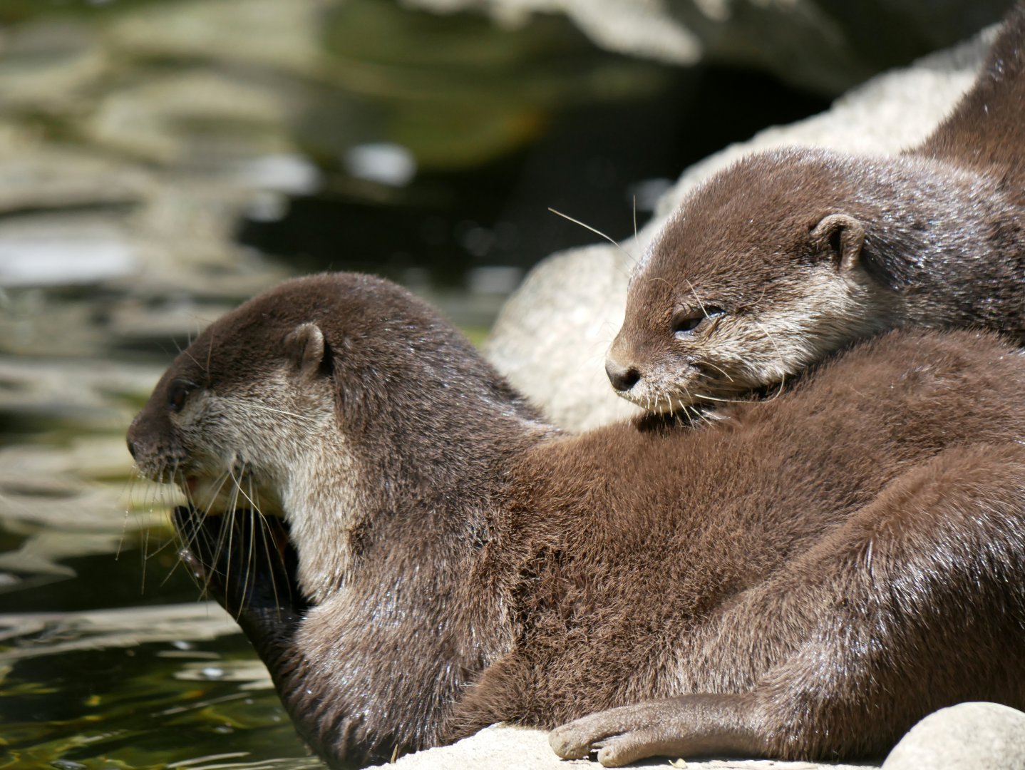 Asian small-clawed otter (Aonyx cinereus)
