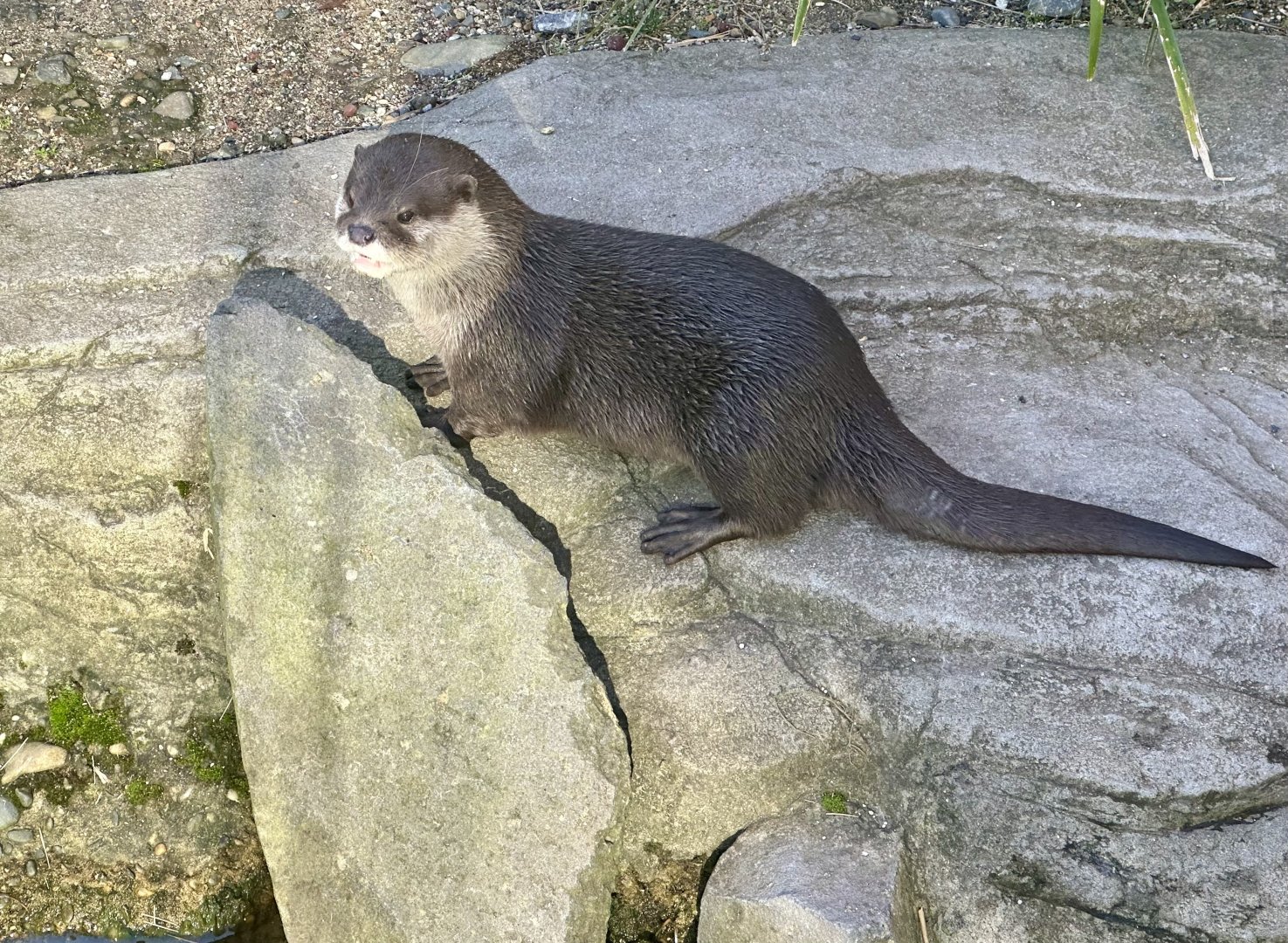 Asian small-clawed otter (Aonyx cinereus)