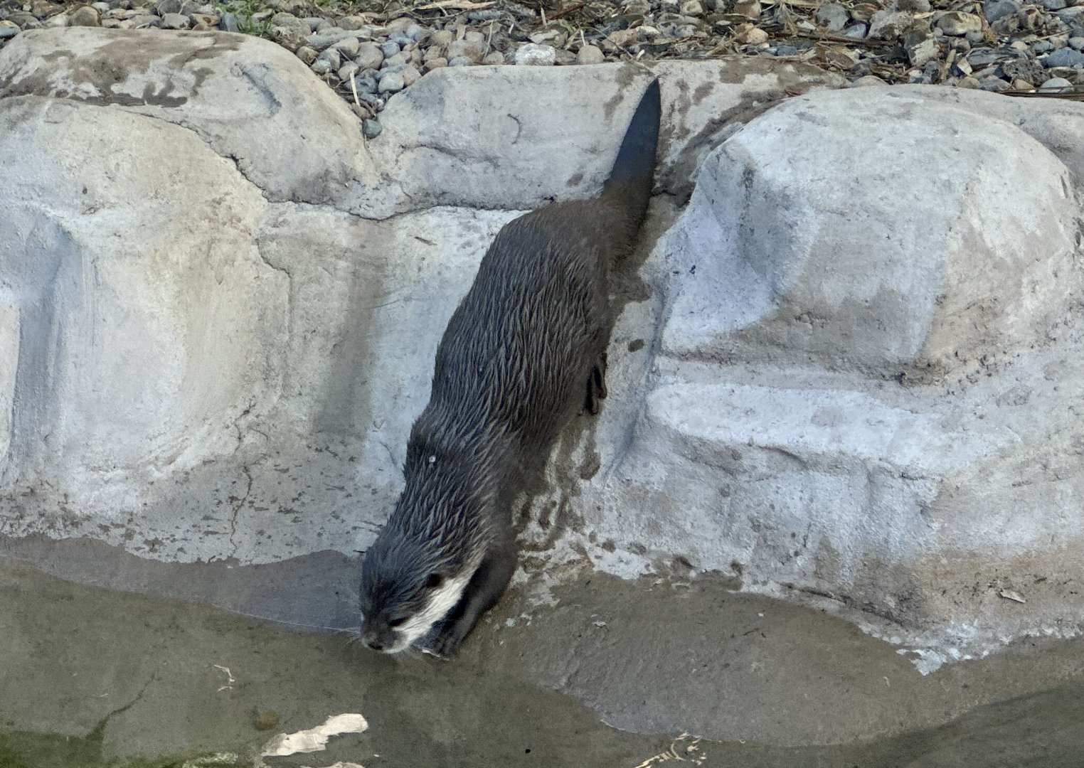 Asian small-clawed otter (Aonyx cinereus)