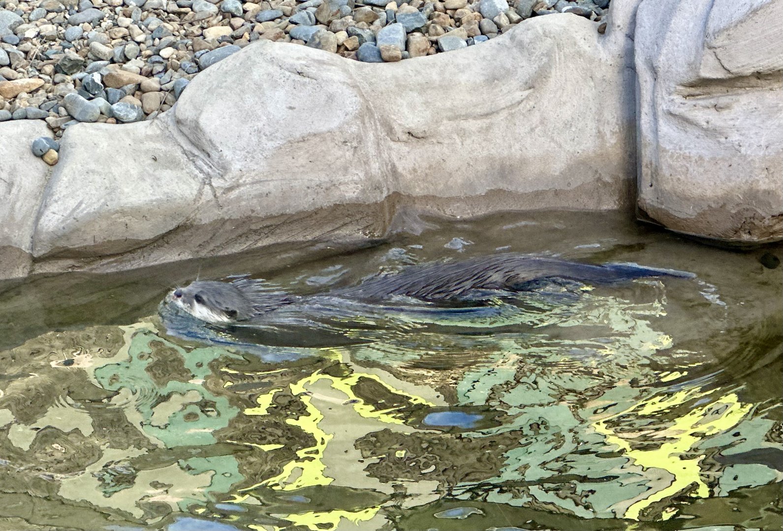 Asian small-clawed otter (Aonyx cinereus)