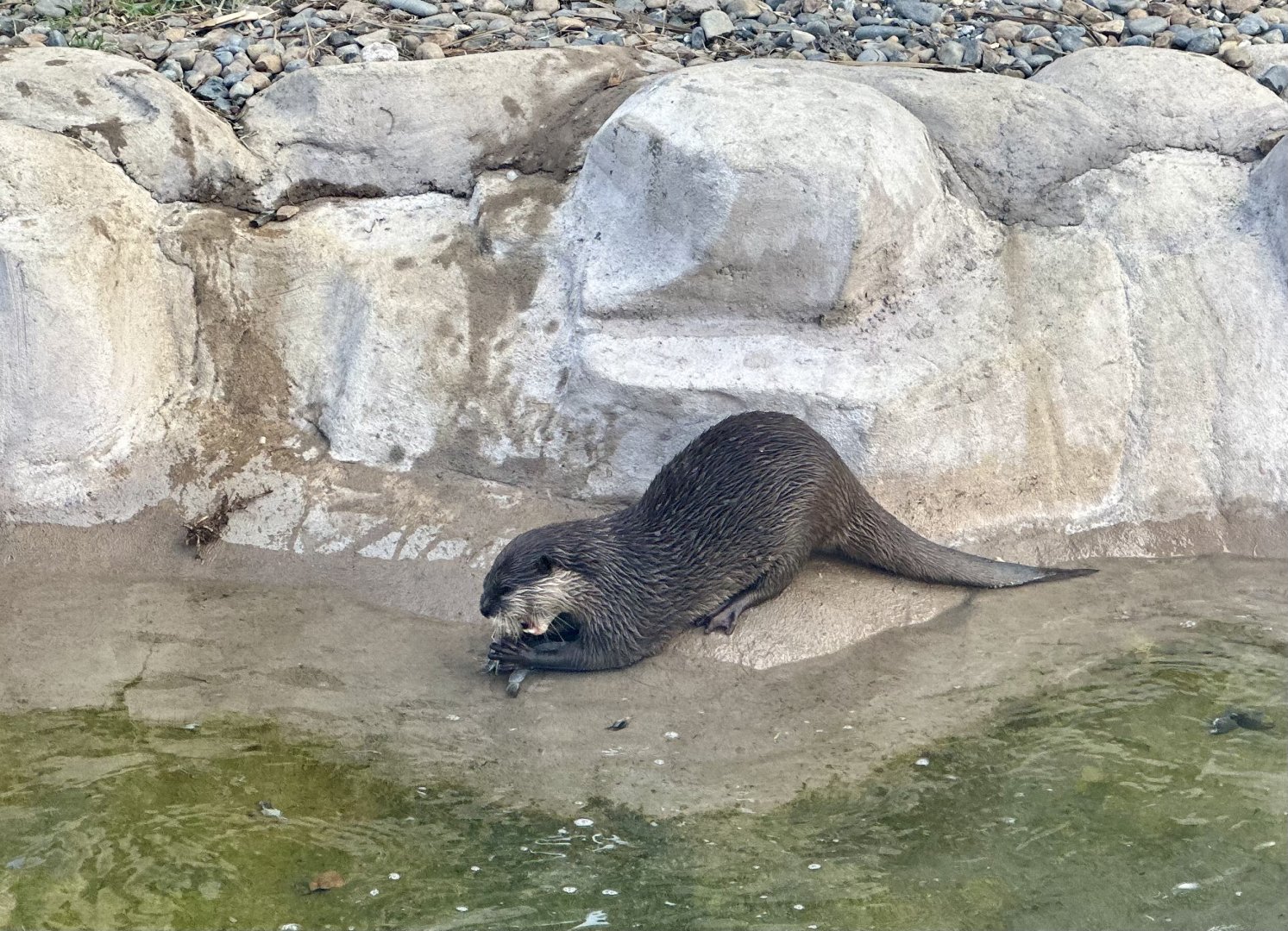 Asian small-clawed otter (Aonyx cinereus)