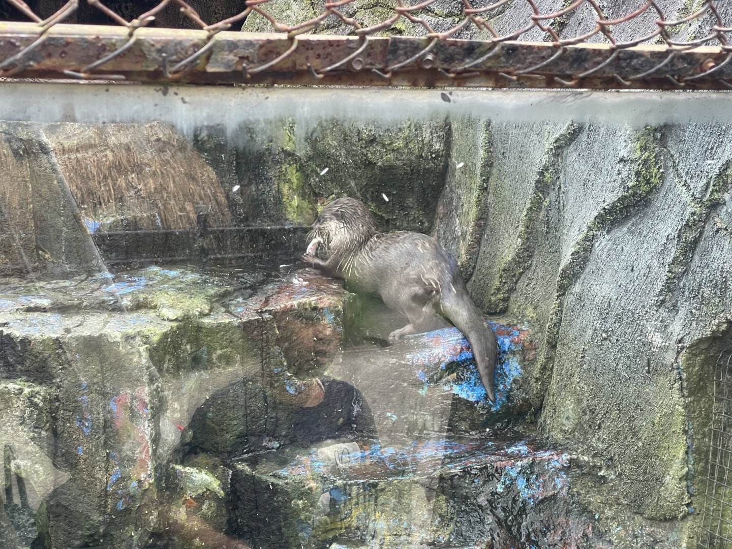 asian small-clawed otter (aonyx cinereus)