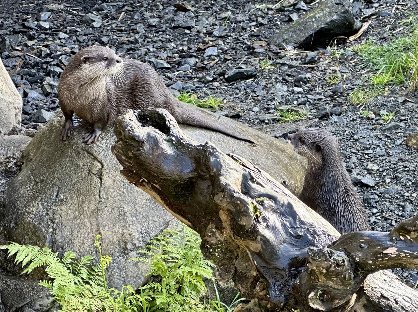 Asian small-clawed otter (Aonyx cinereus)