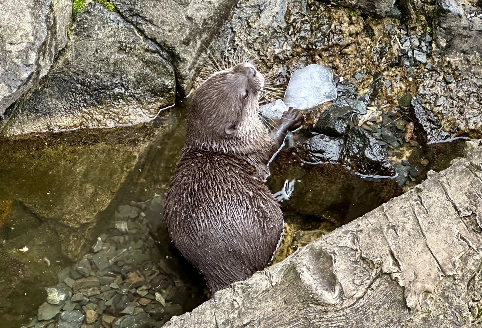 Asian small-clawed otter (Aonyx cinereus)