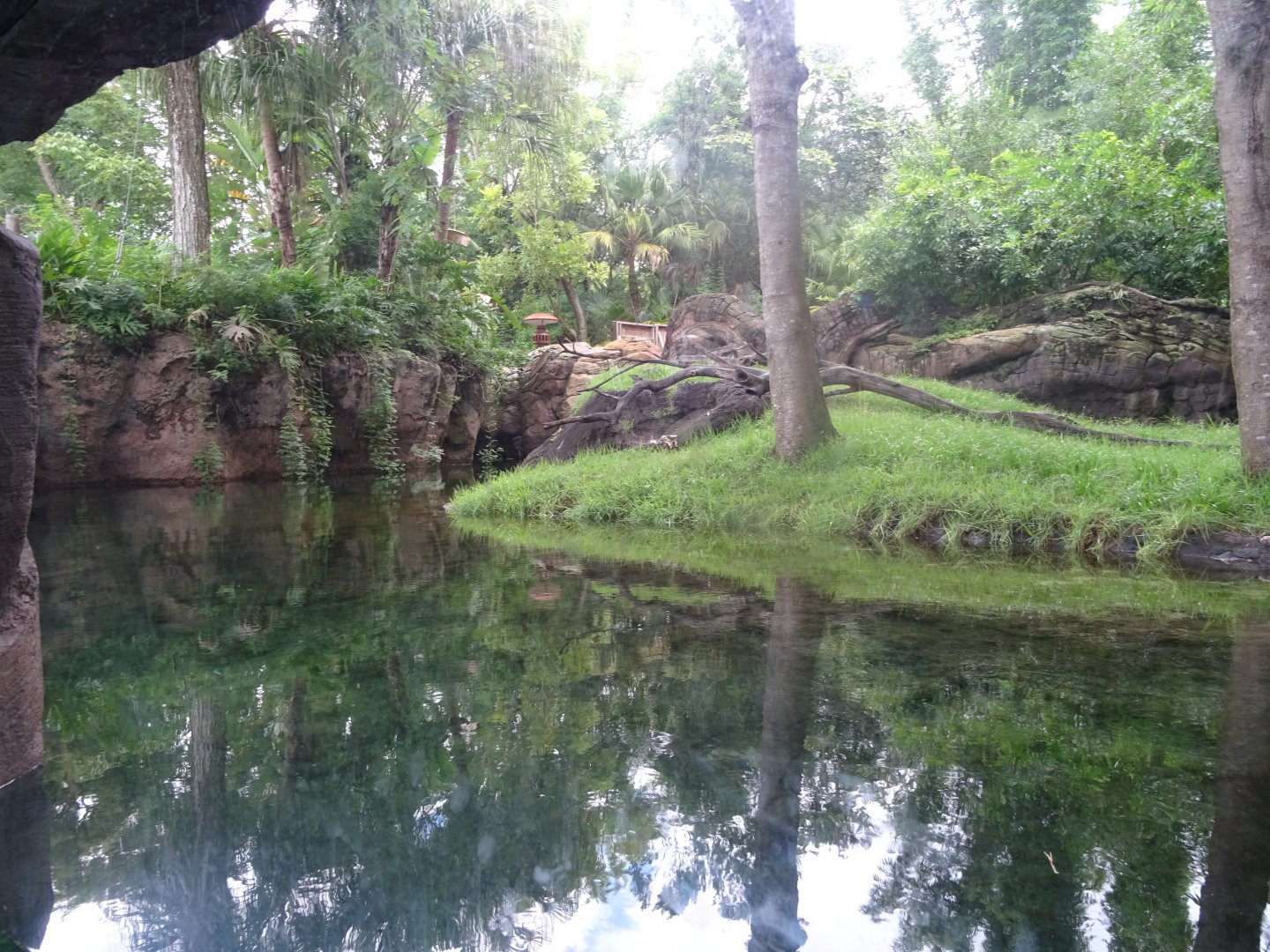 Asian Small-clawed Otter at Disney's Animal Kingdom (2014)