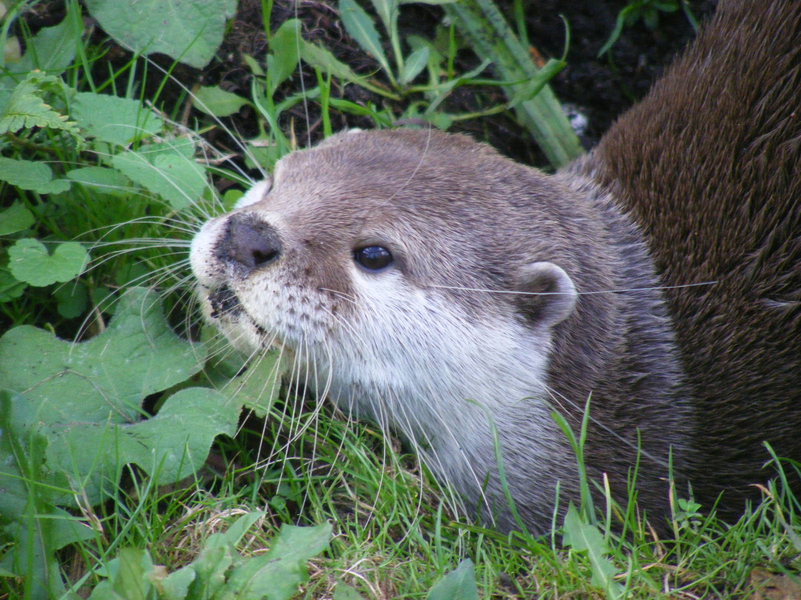 Asian small-clawed otter at Marwell Wildlife, 25 October 2009