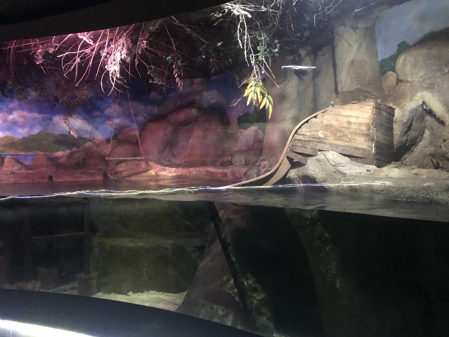Asian Small Clawed Otter at ViaSea Aquarium