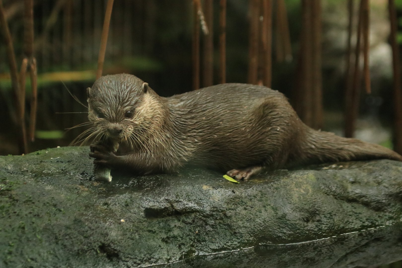 Asian small-clawed otter (August 2019)