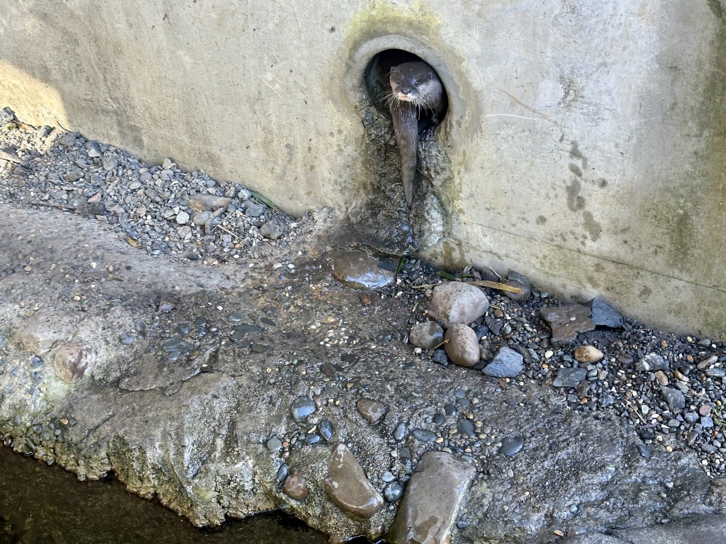 Asian Small-clawed Otter Bolt Hole