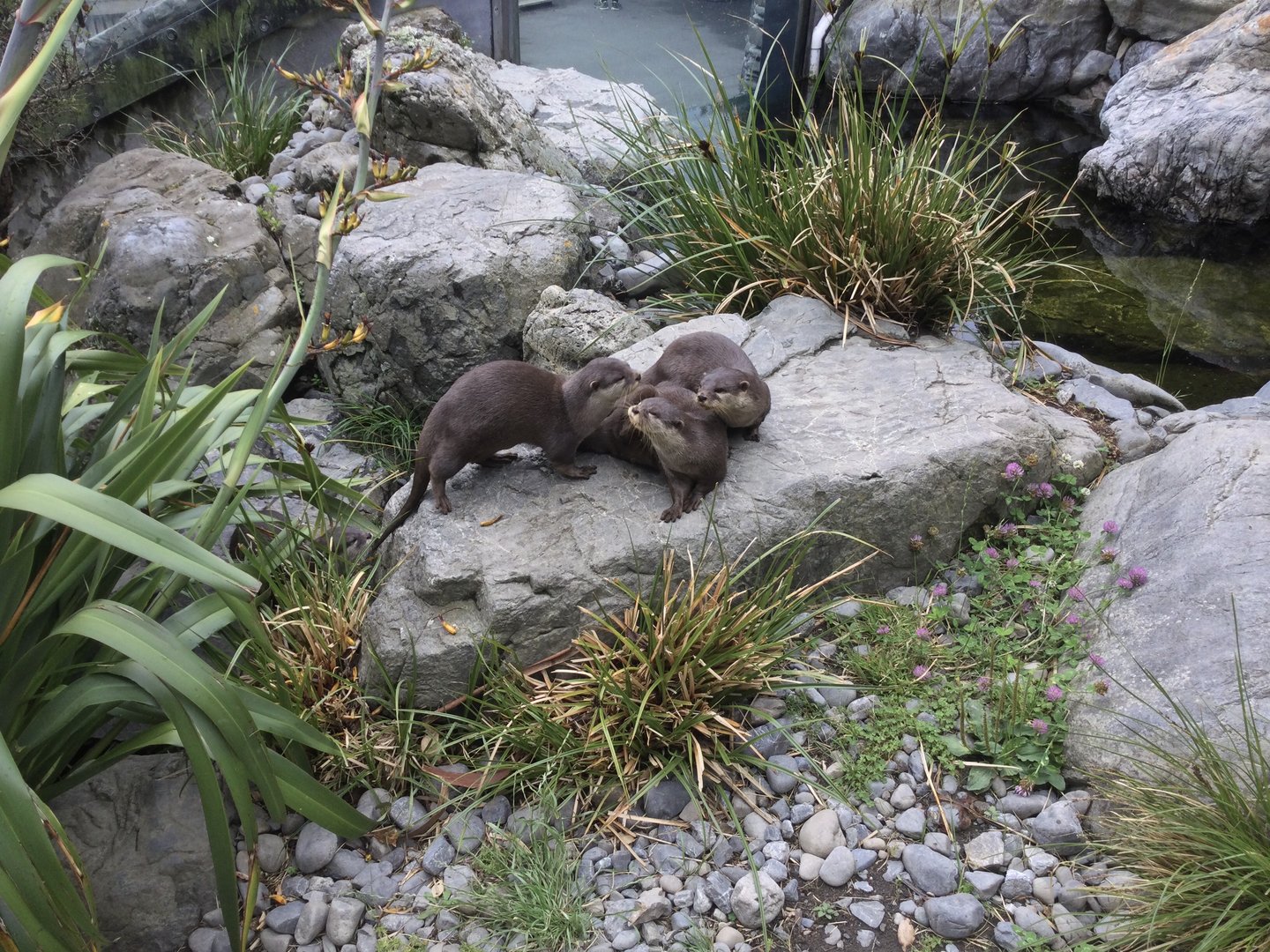 Asian-small clawed otter (brothers)