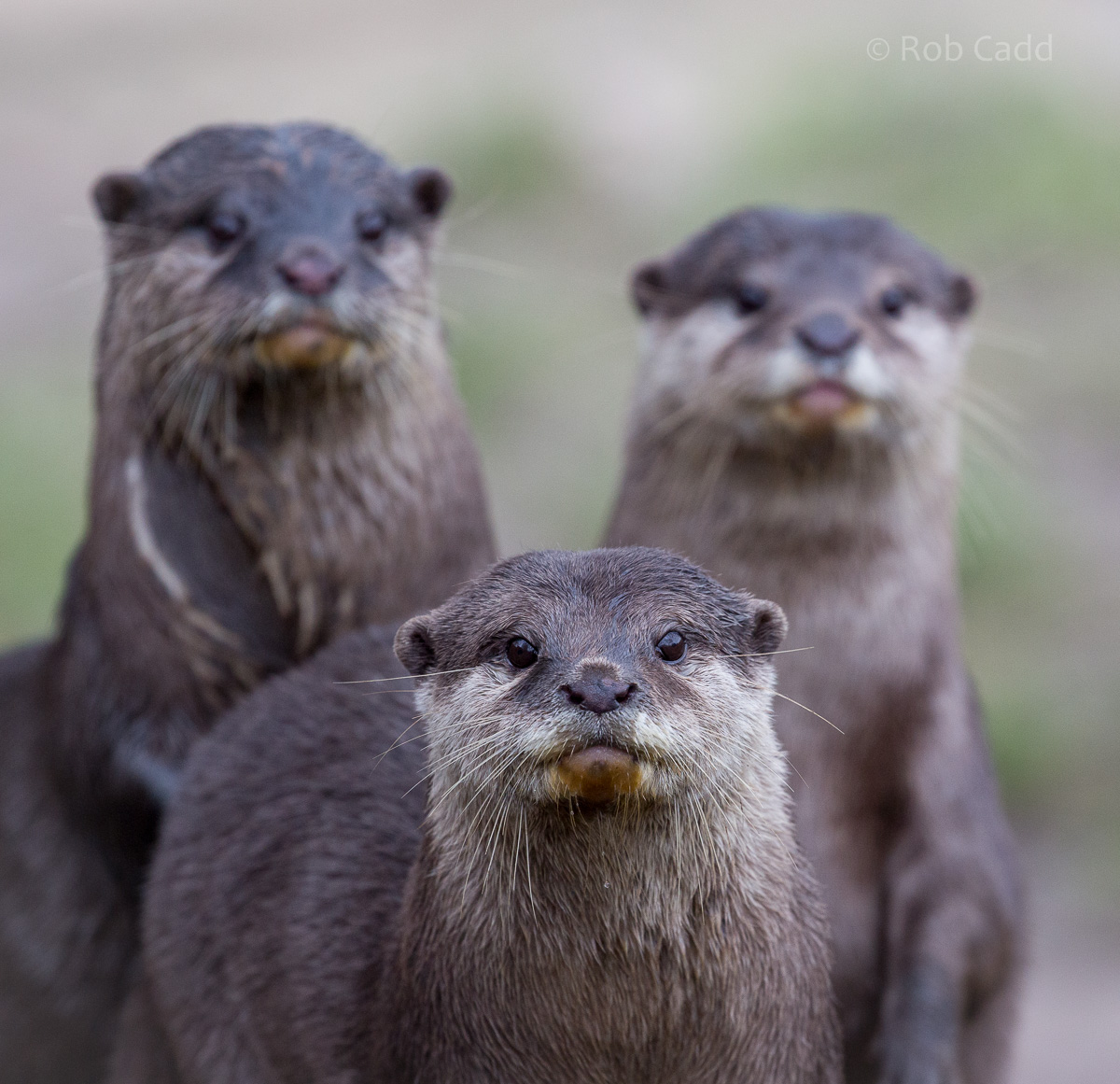 Asian small-clawed otter : Cotswold WP : 18 Dec 2015