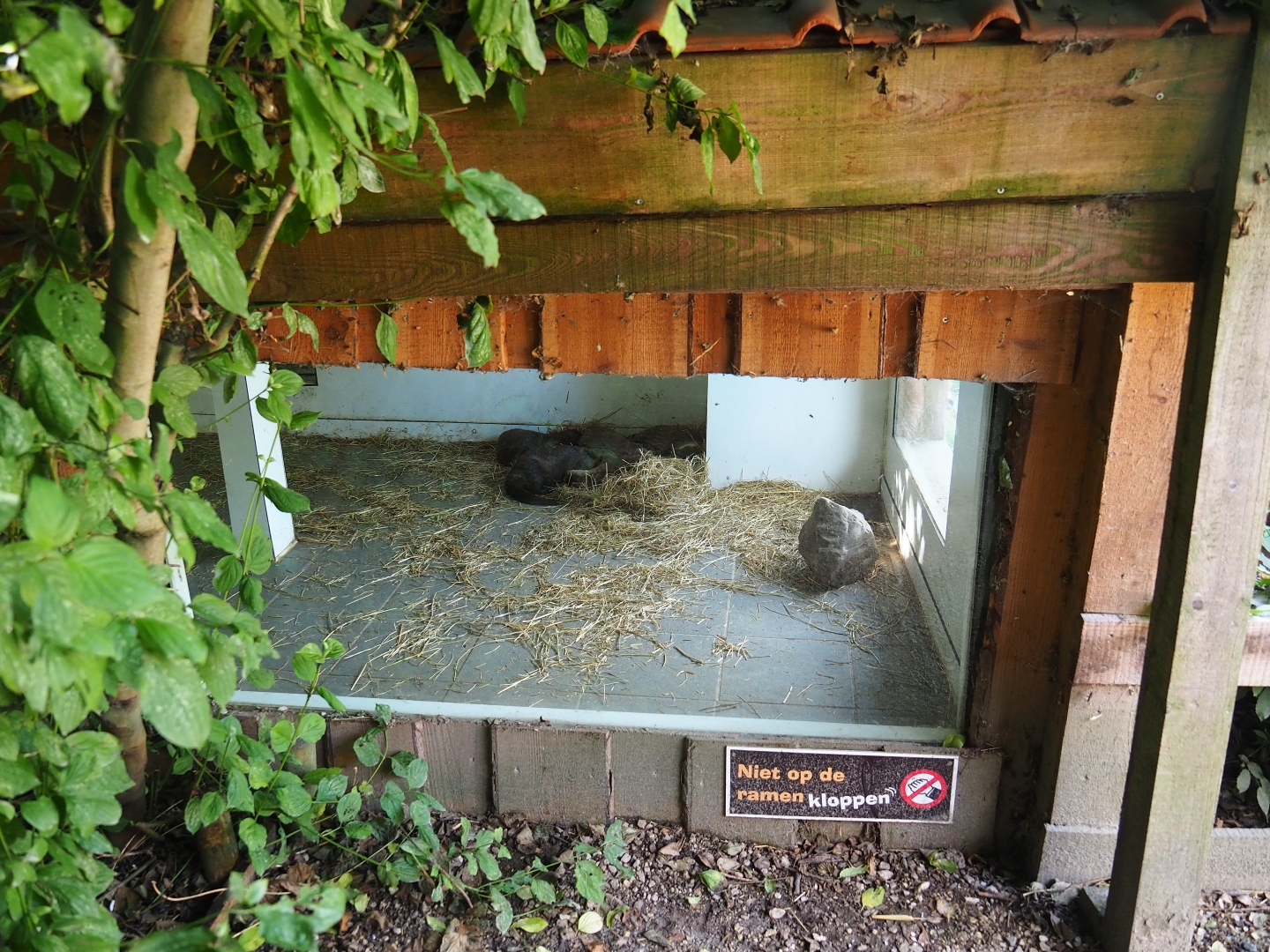 Asian small-clawed otter den