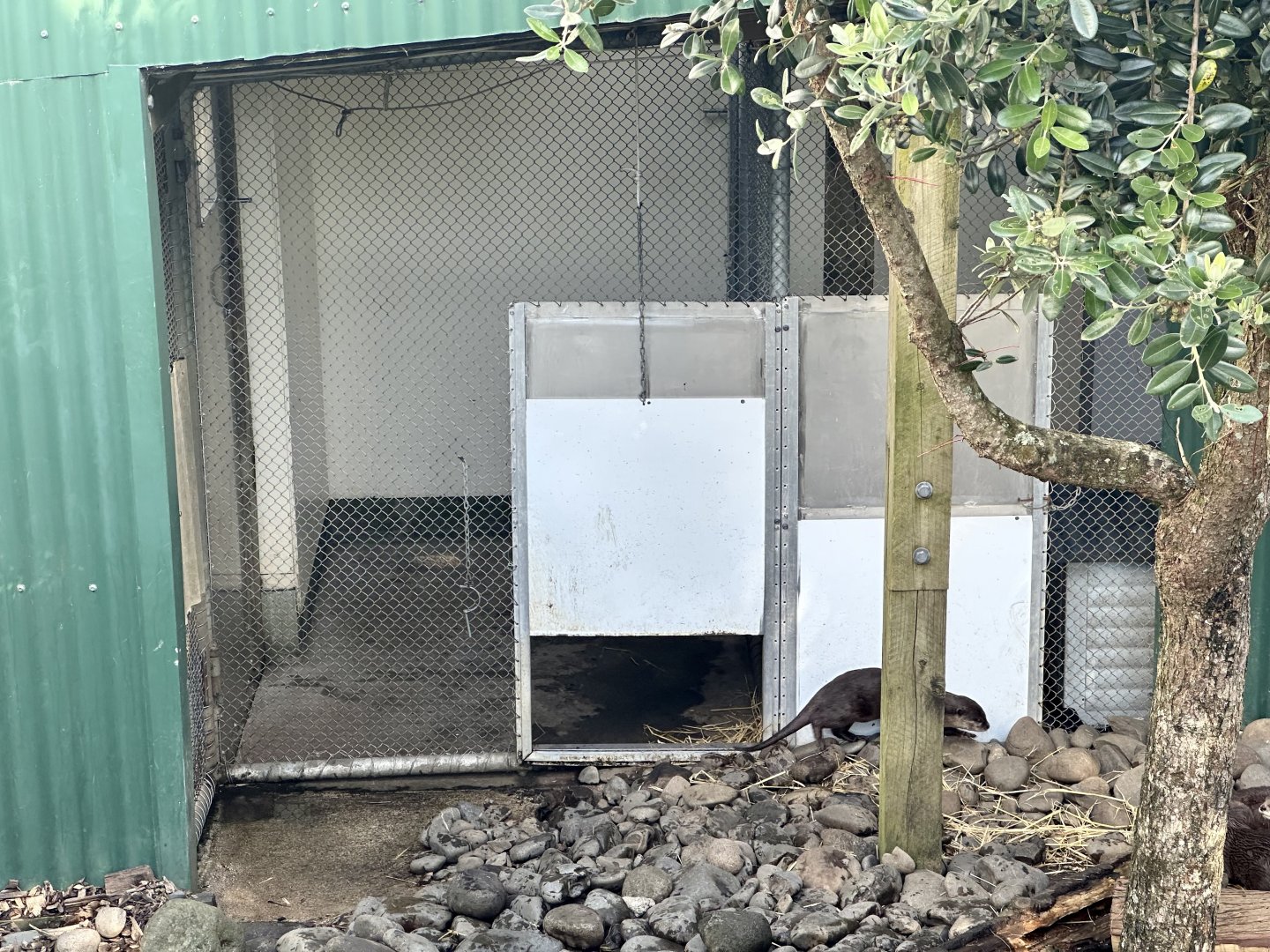 Asian Small-clawed Otter Dens