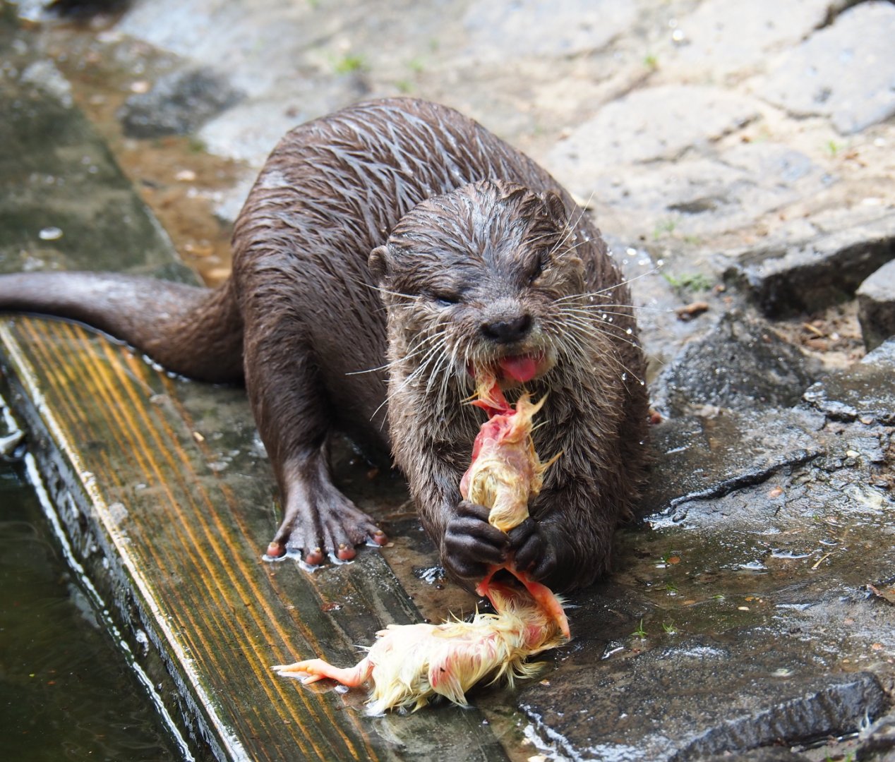 Asian small-clawed otter eating one-day chicks (Aonyx cinerea), 2019-05-25