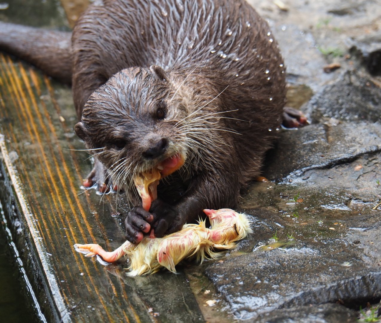 Asian small-clawed otter eating one-day chicks (Aonyx cinerea), 2019-05-25