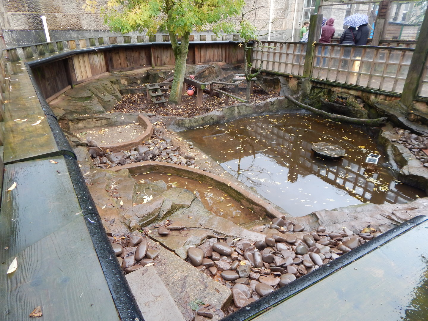 Asian small-clawed otter enclosure 051122
