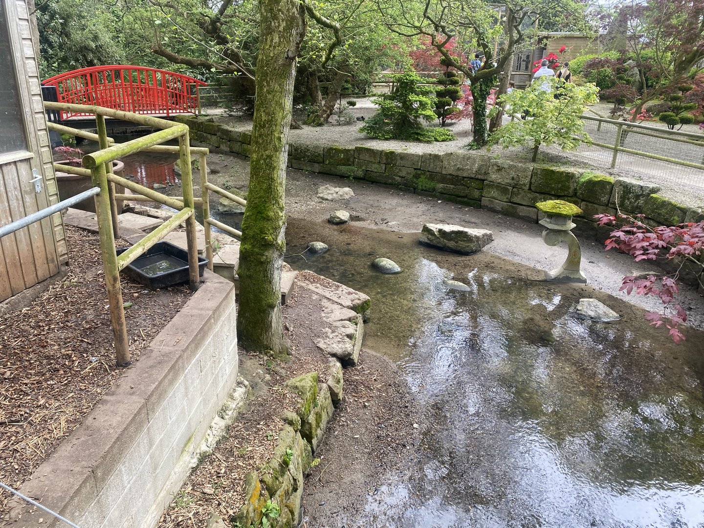 Asian small-clawed otter enclosure 060523